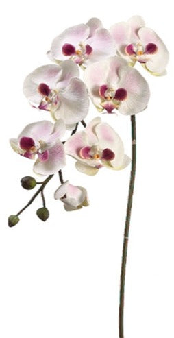 JYO783-CR/MV 36″ Large Phalaenopsis Orchid Spray w/6 Flw. & 3 Buds Cream Mauve