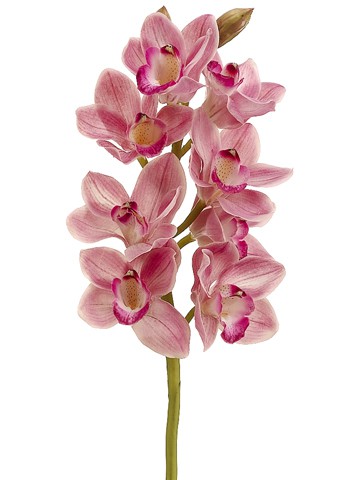 HSO921-RB 28.5″ Cymbidium Orchid Spray Rubrum